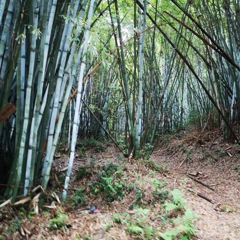 东莞市在哪里钓鱼最好