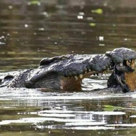 温州市哪里钓鱼钓上鳄鱼