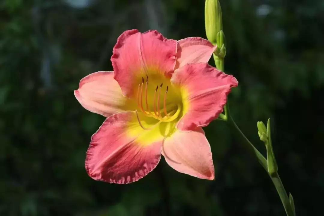 虎宝宝正月起名用诗经,暴虎冯河的成语解释