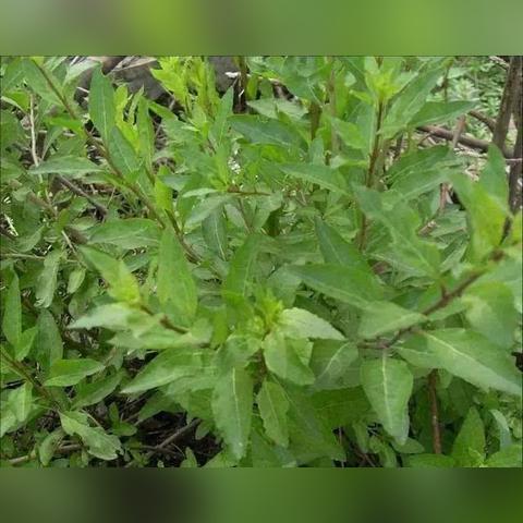 河南野菜的种植的相关长尾关键词有哪些