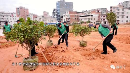 长汀：足不出户“码上”种树线上线下齐添绿