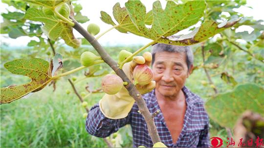 无花果成了“致富果”——城区东涌镇龙溪村无花果研发基地见闻