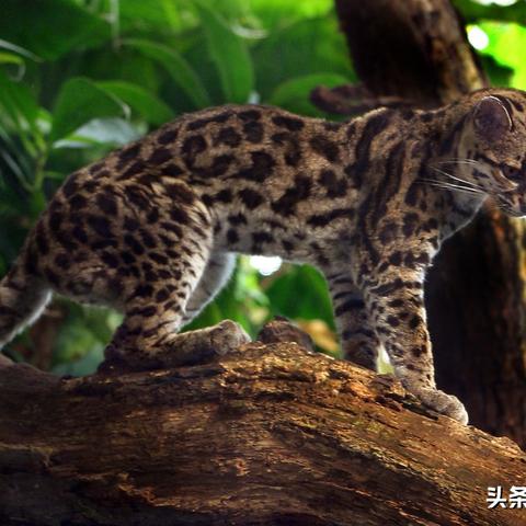 扮猪吃老虎电影的长尾关键词是什么