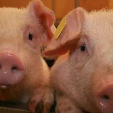 美女抱狗狗图片大全的长尾关键词有什么