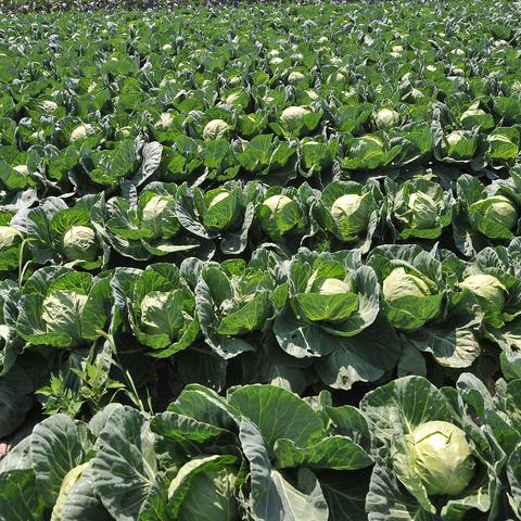 哈尔滨市有多少镇