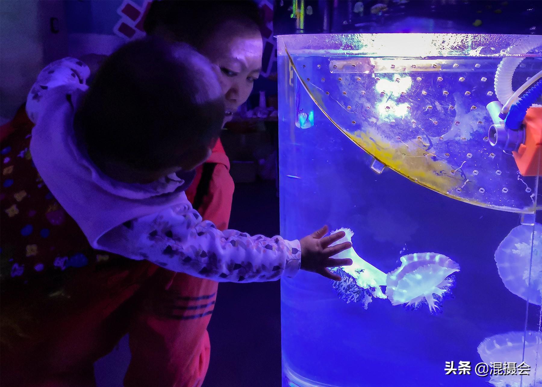 水母宝宝起名字怎么起(介绍灯塔母的特点)