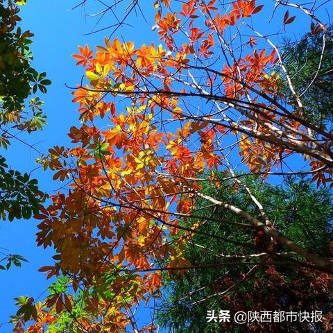 陕西的气候是什么