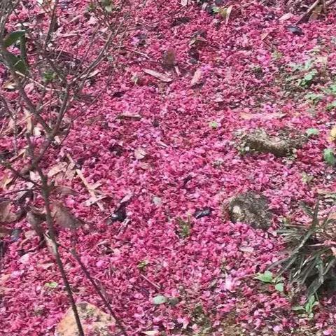 泉州市做美缝多少钱一平