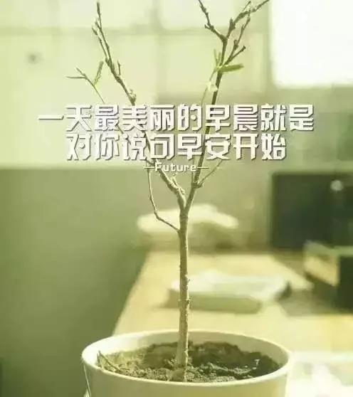 最美的早安图片送给您,快拿去发朋友圈吧!