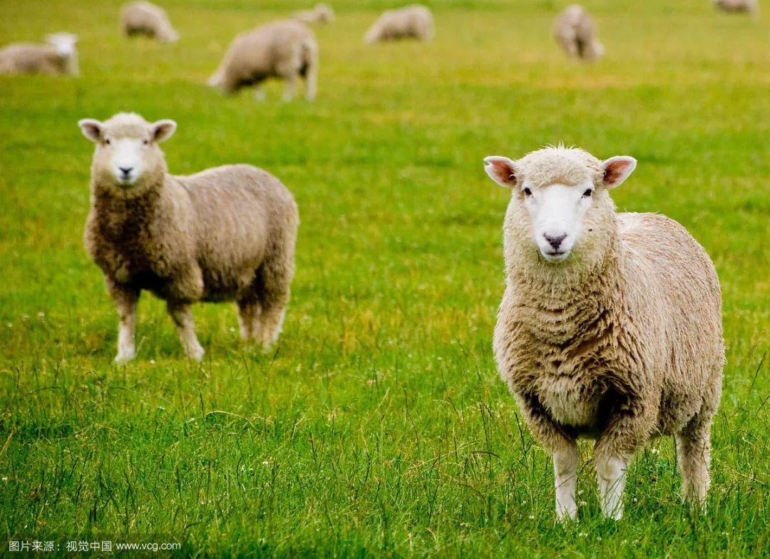 卑躬屈膝打一生肖，诗词解释