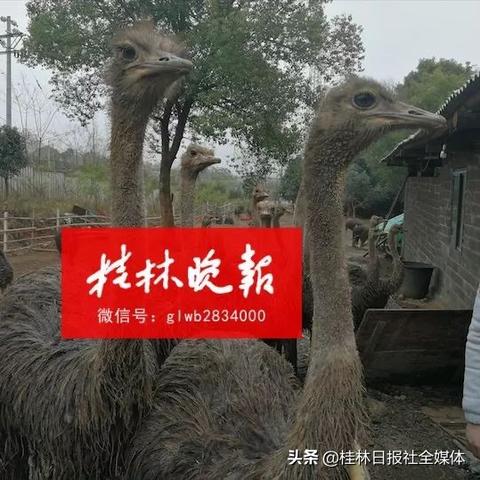 桂林市有鸵鸟苗吗在哪里