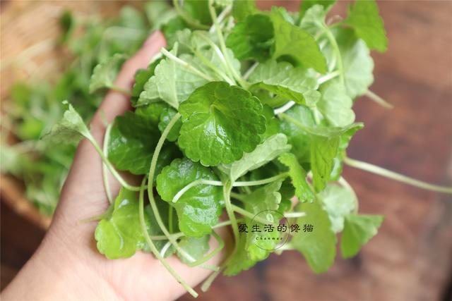 预防儿童矮小症的四大要点