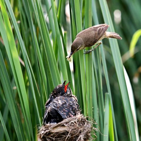 小可怜全文免费阅读的长尾关键词有什么