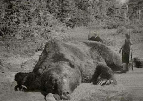 日本熊伤人事件