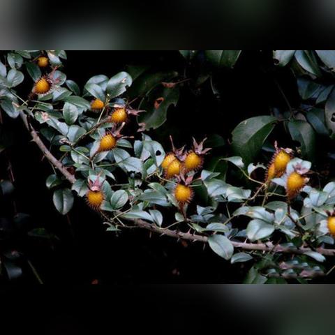 泉州市金樱子酒的长尾关键词有什么