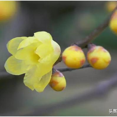 关于老女人的古诗？