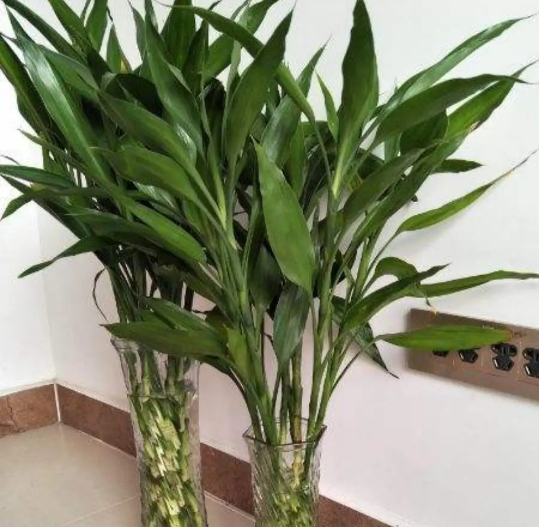 水养富贵竹怎么养才能更旺盛？