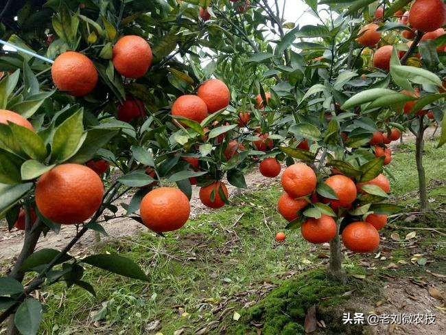 红美人柑橘栽培技术要点有哪些方面（绝密柑橘品种）