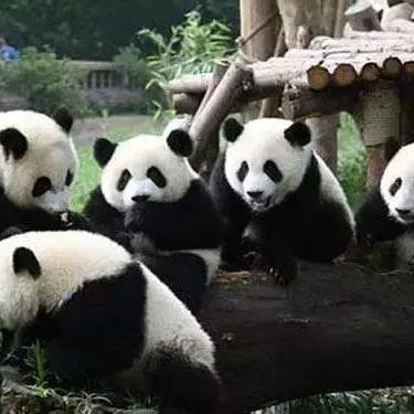 成都市哪里有横店影视城