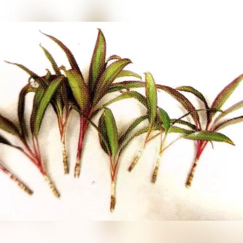 武汉植物租赁的长尾关键词有哪些