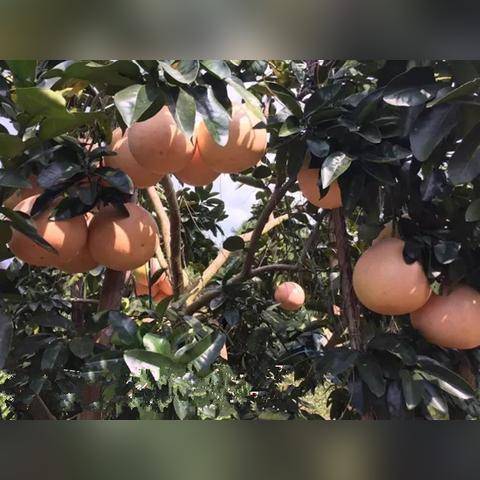 福建蜜柚套袋价格的相关长尾关键词有哪些