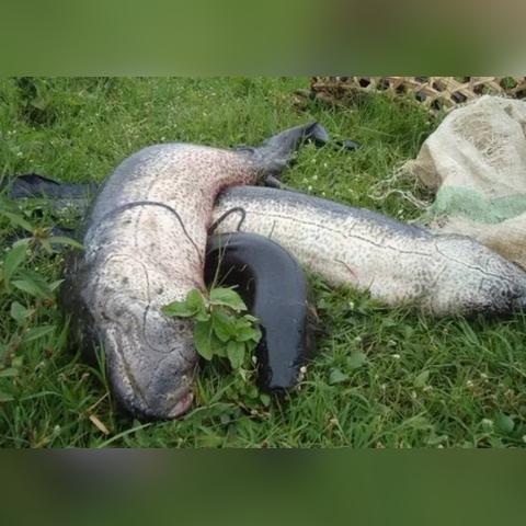 恐龙电影有哪些的长尾关键词有什么