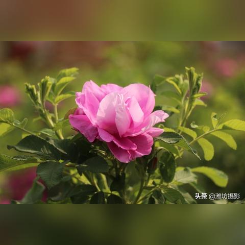 潍坊市玫瑰小镇介绍的长尾关键词有哪些