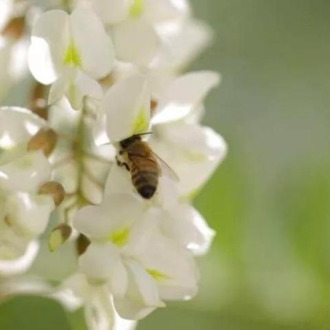 河南洋槐花哪个节气开花