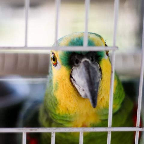 兽医医院可以看鹦鹉吗？