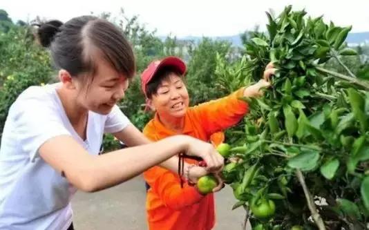 柑橘幼果作用是什么意思（柑橘幼果能不能喷唑螨酯）