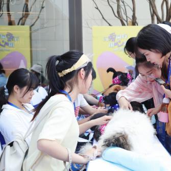 合肥宠物领养相关长尾关键词有哪些