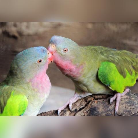 胸彩超是做什么检查的长尾关键词有哪些