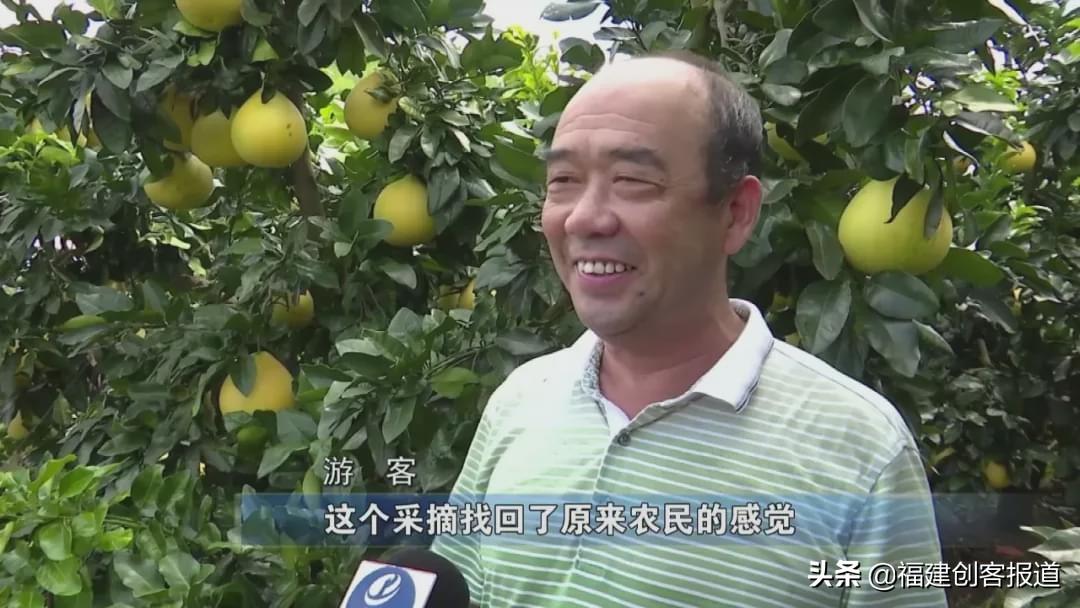 龍巖柑橘種植手藝_本年生果價格上漲的原因是什么