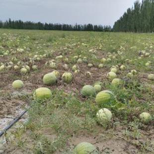 安庆市有哪些特色小吃？