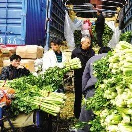 兰州市蔬菜苗哪里卖的好