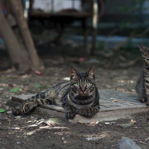 养猫大全知识汇总贴的长尾关键词是什么