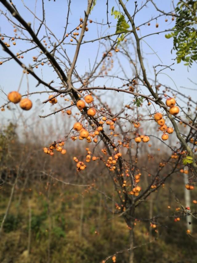 海棠的图片,将美景发出大家共赏?