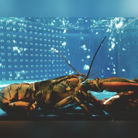 烧鹅哈尔滨相关长尾关键词有哪些