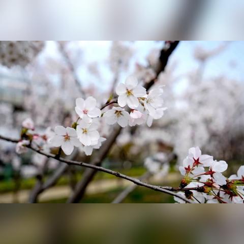 【常熟未来7天天气预报】常熟未来一周天气情况