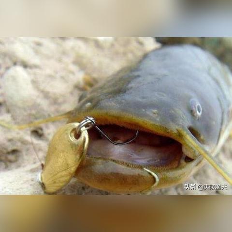 成都市哪里可以路亚鲶鱼