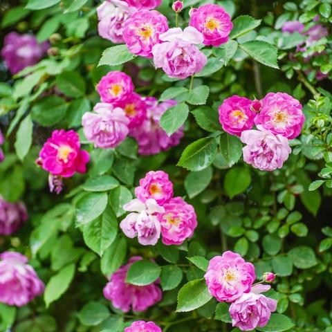 到成都市区怎么坐车