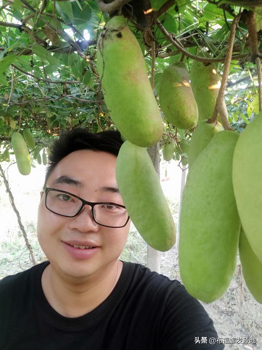 贵州锦屏：80后大学生返乡创业，种奇特水果喜获丰收