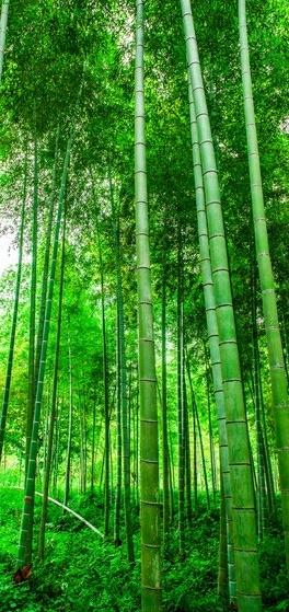 绿竹青松壁纸 头条搜索