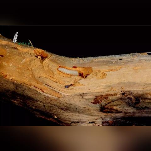 武汉倒伏企业的长尾关键词有哪些