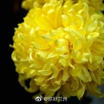 我们兰州美的相关长尾关键词有哪些