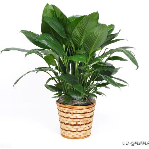 五行缺水卧室摆什么好(五行缺水家里摆放什么摆件)