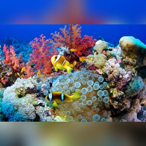 合肥海洋馆表演节目时间表2021？