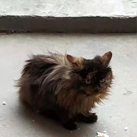 无锡市巷子里的猫的长尾关键词有哪些