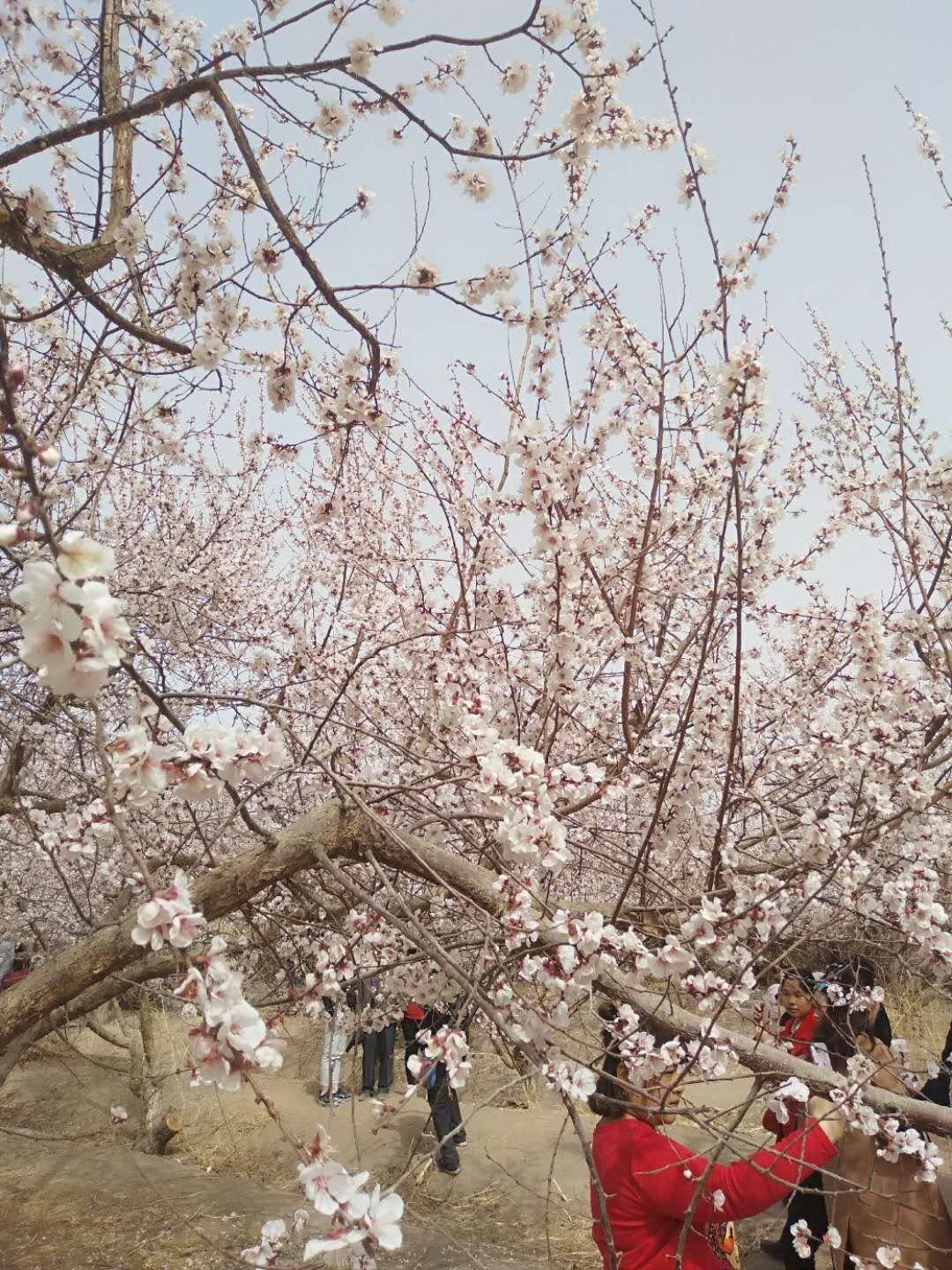 杏花可以做成什么美食（你拍到什么照片了）