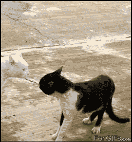  神经病猫搞笑QQ幽默表情包